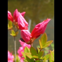 Azalee - Azalea Dispa (fam. Ericacees) (3)